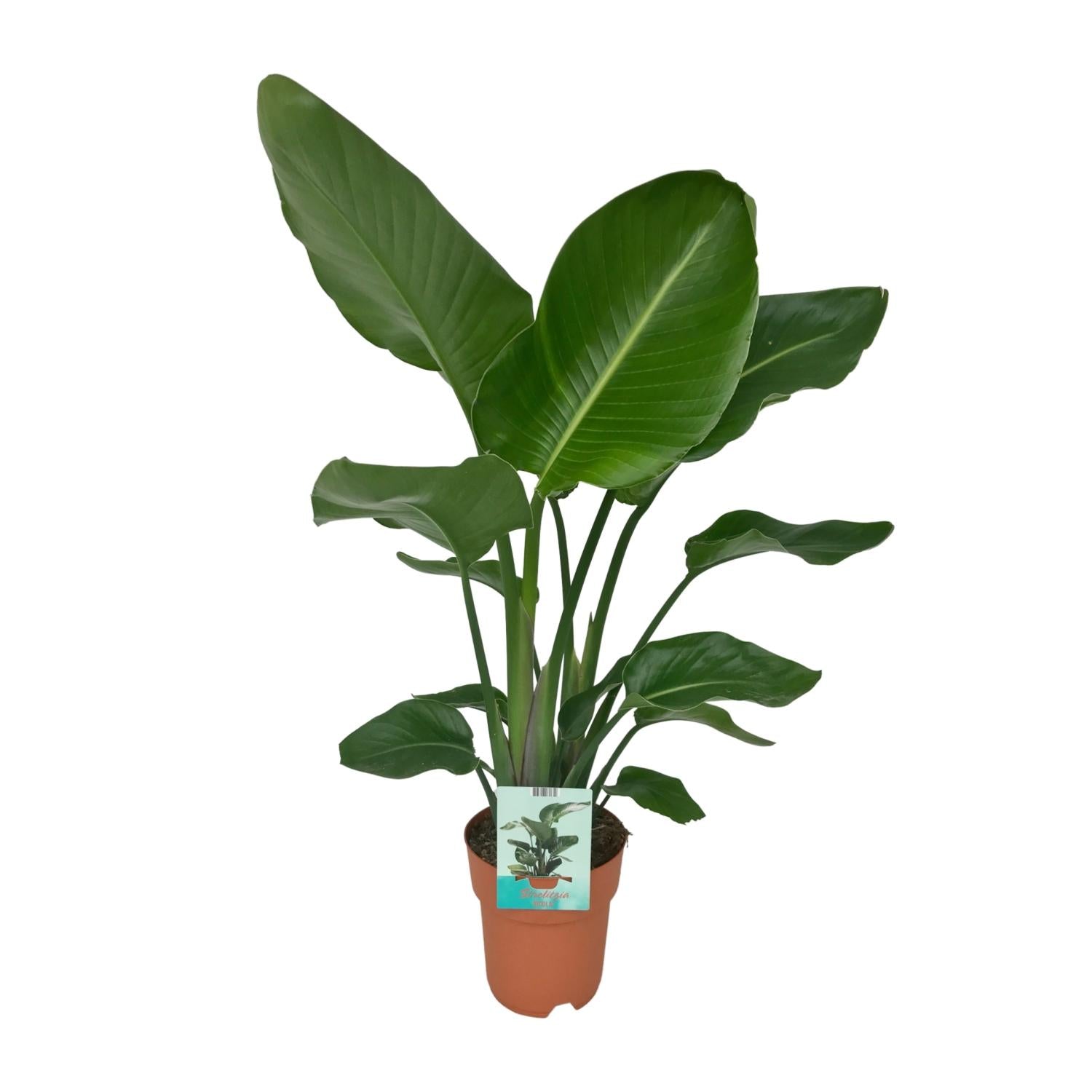Nova de Paradijsvogelplant - Strelitzia Nicolai - Ø19cm - ↕90cm