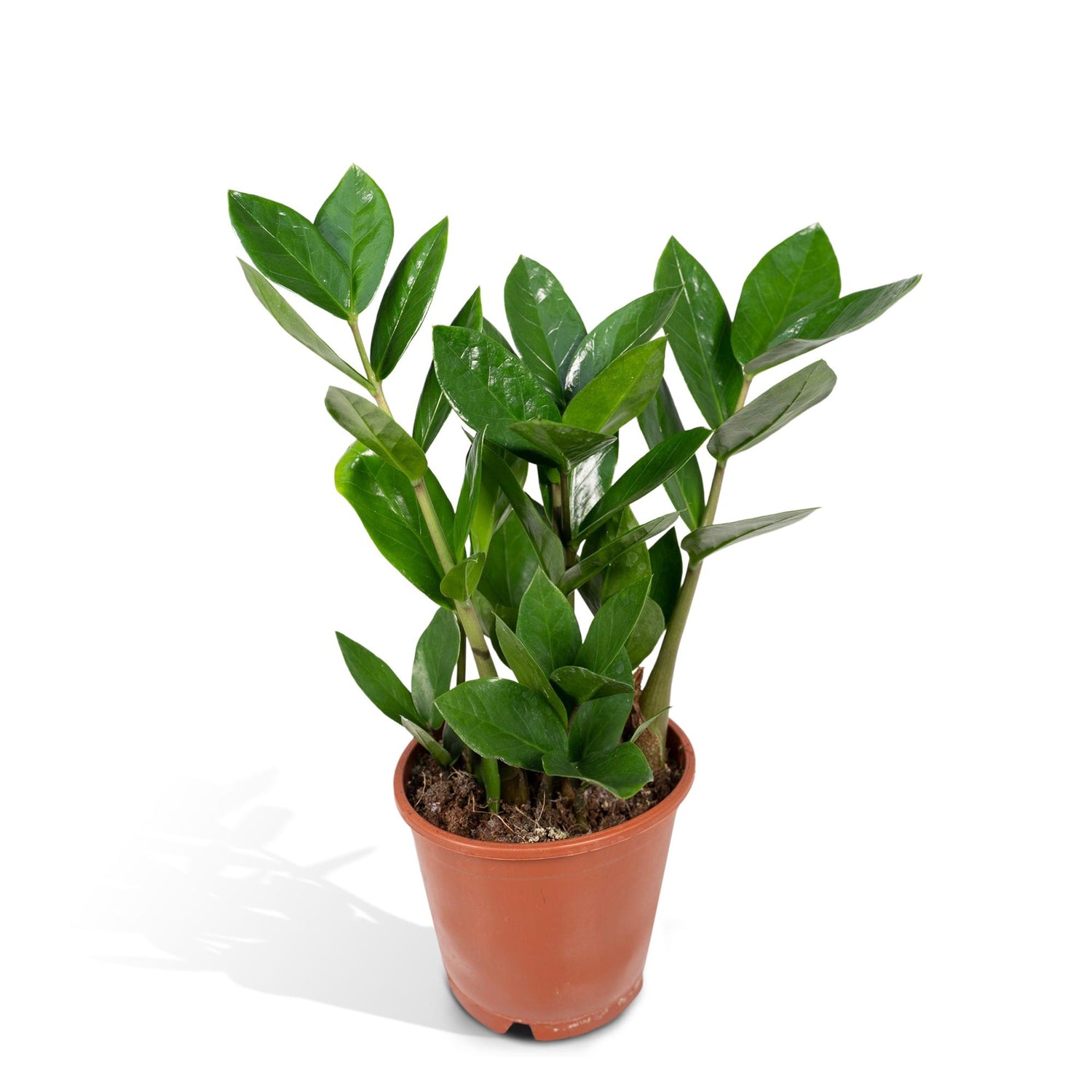 Zaza de ZZ Mini - Zamioculas - Ø12cm - ↕35cm