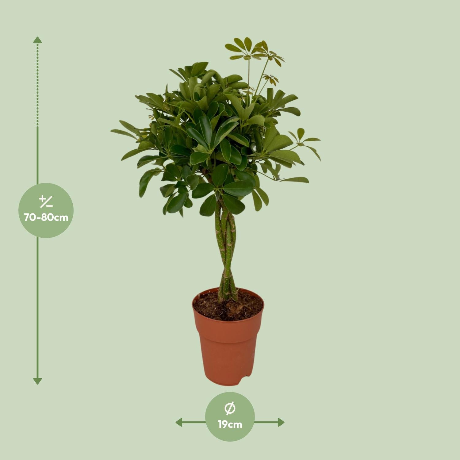 Sander de Schefflera Compacta - Ø19cm - ↕80cm