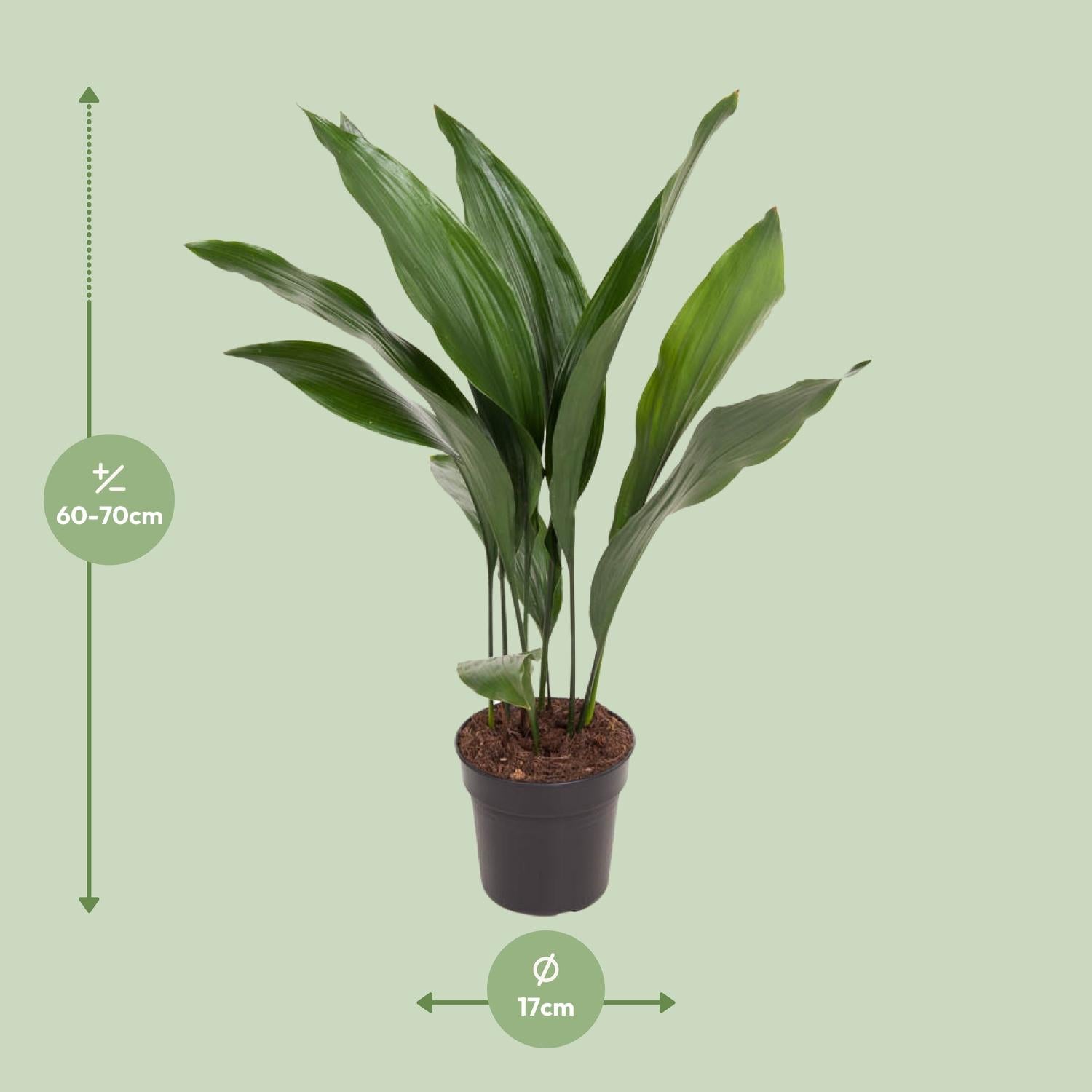 Aram de Aspidistra - Aspidistra Elatior - Ø17cm - ↕70cm