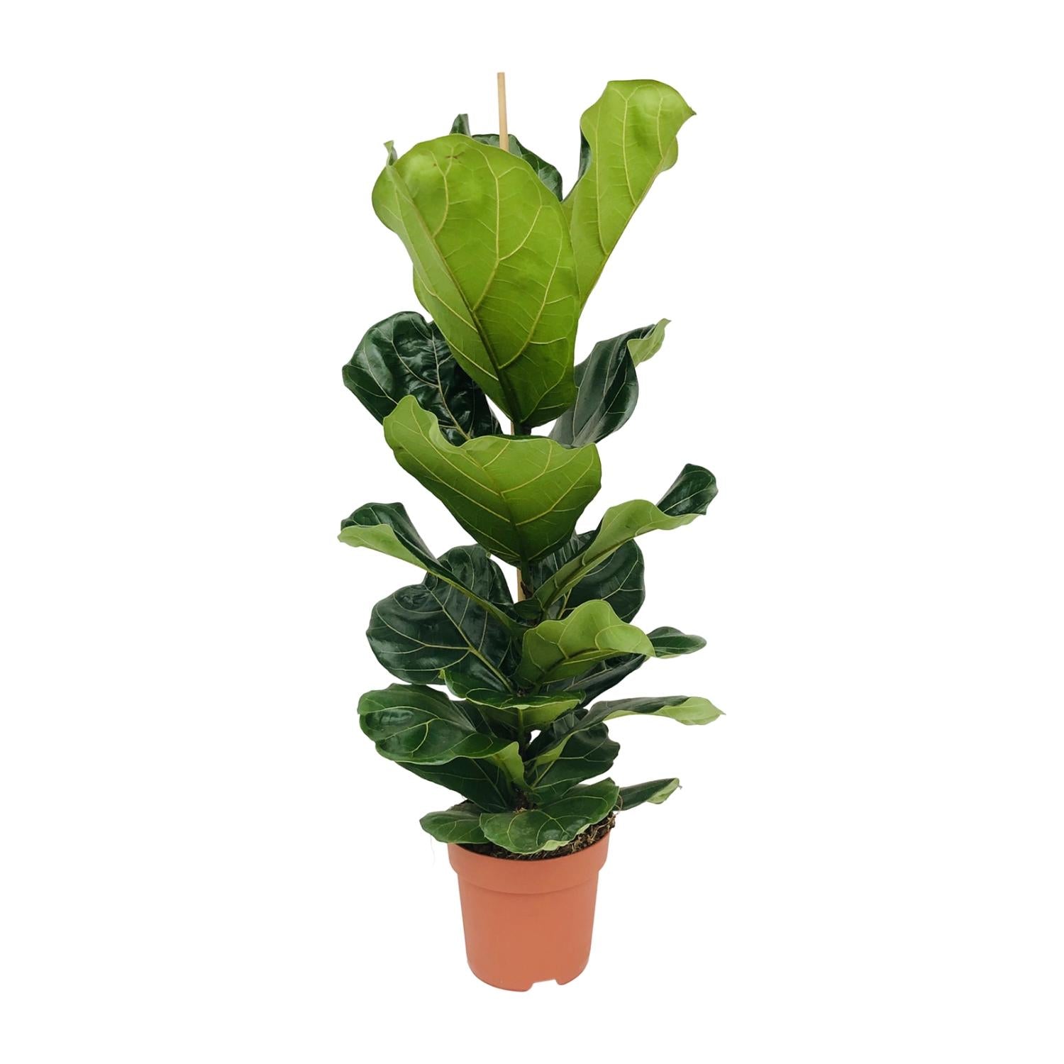 Leo de Ficus - Ficus Lyrata - Ø21cm - ↕100cm