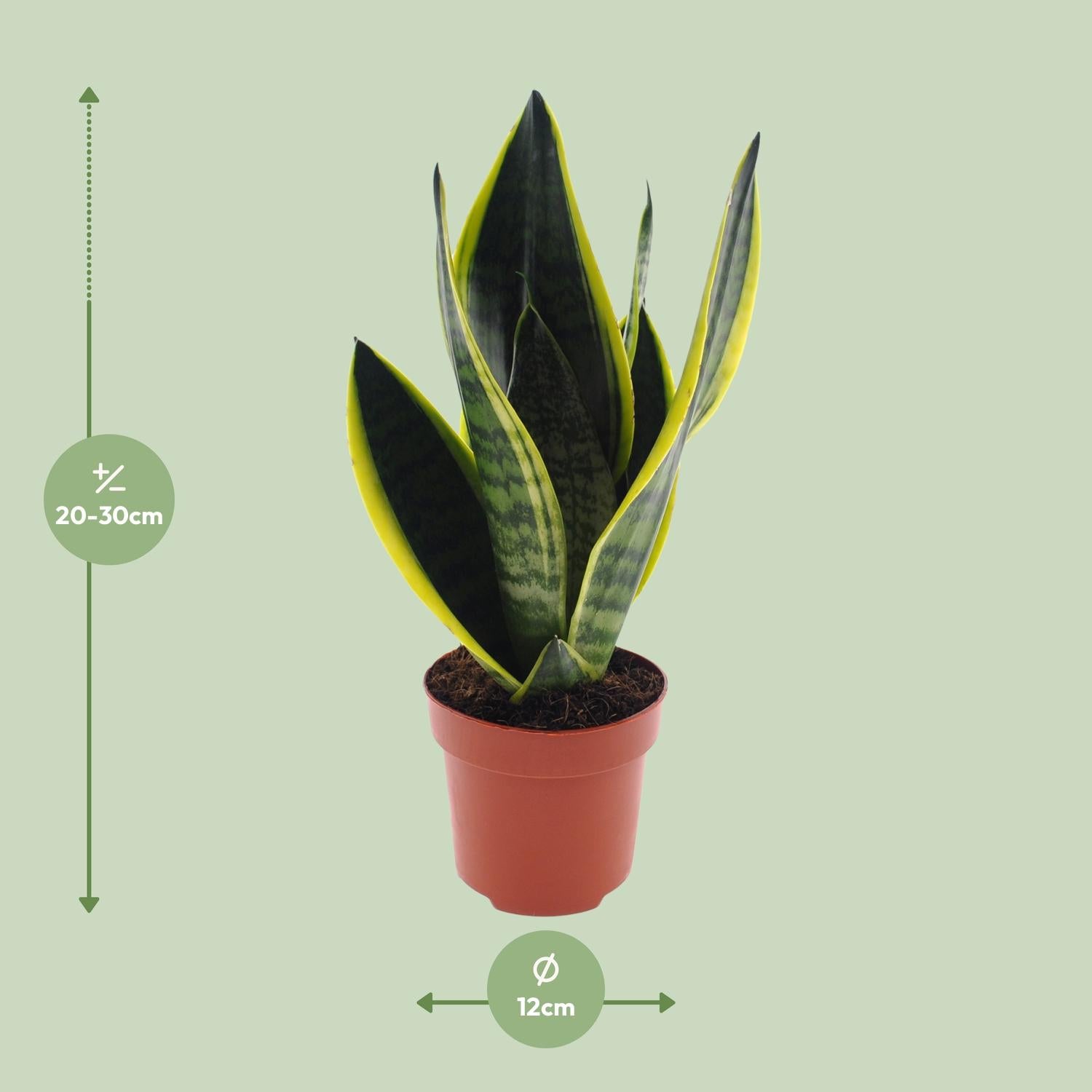 Swanny de Sansevieria - Sansevieria Futura Superba - Ø12cm - ↕30cm