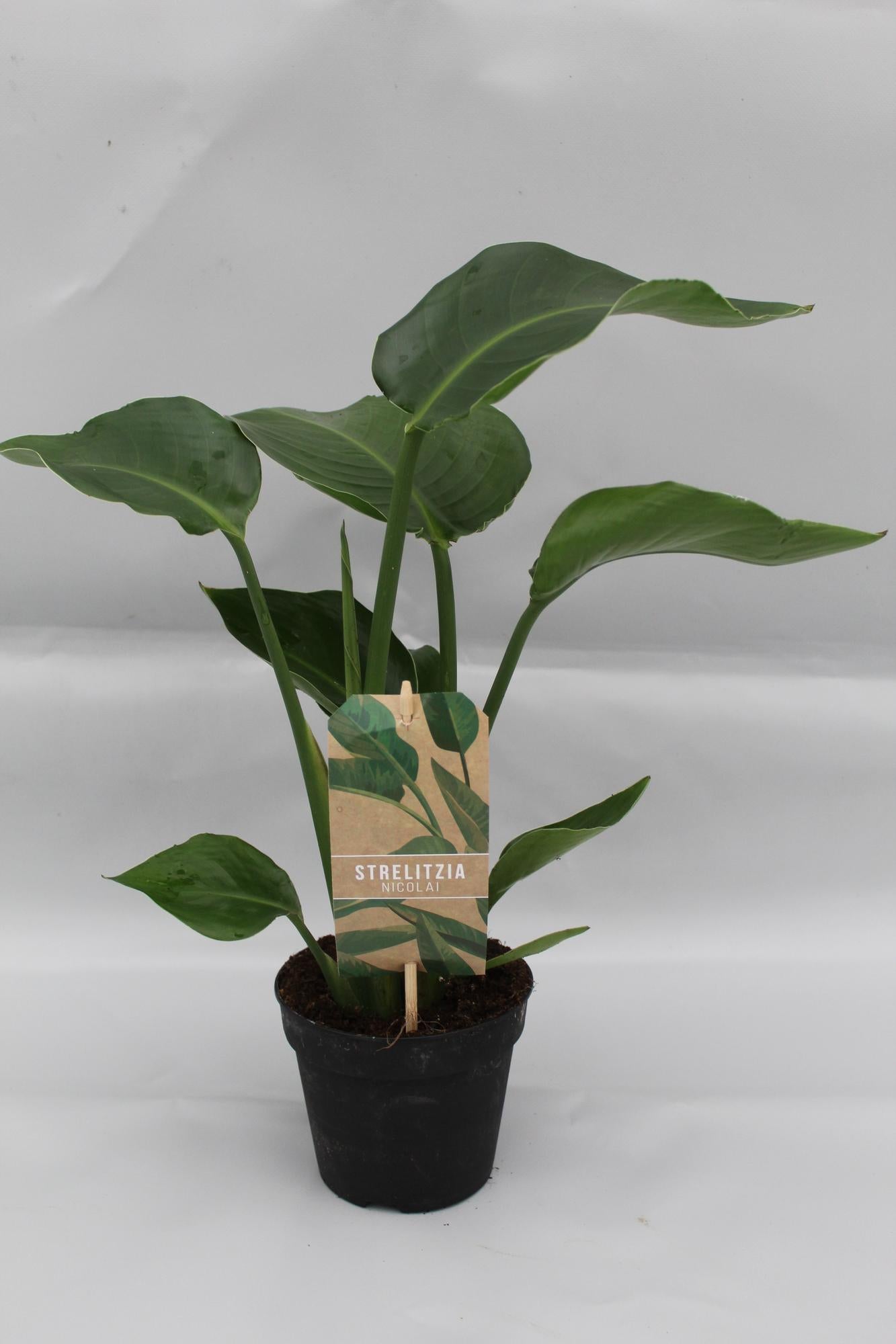 Sophie de Strelitzia  - Strelitzia Nicolai - Ø13cm - ↕35cm