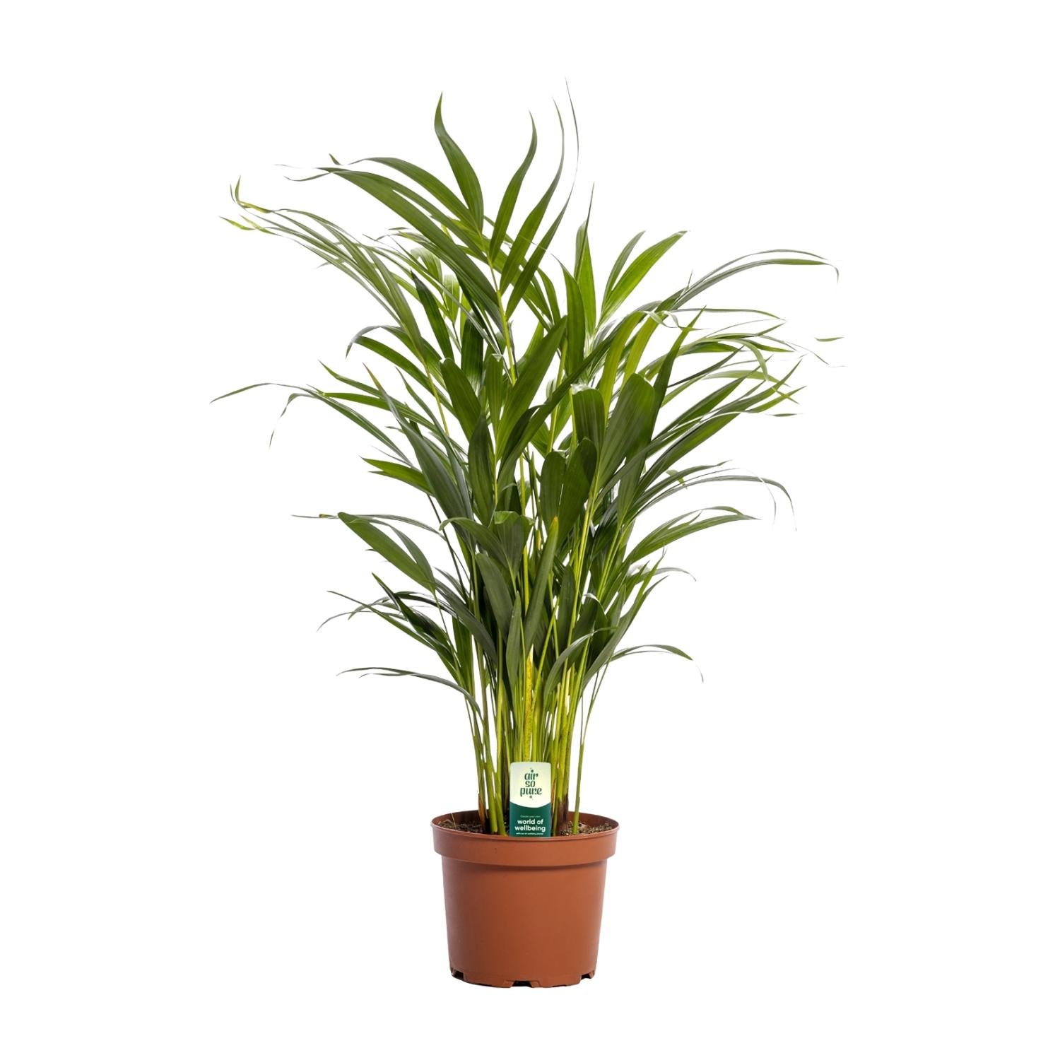 Sunny de Palm - Dypsis Lutescens - Ø17cm - ↕65cm