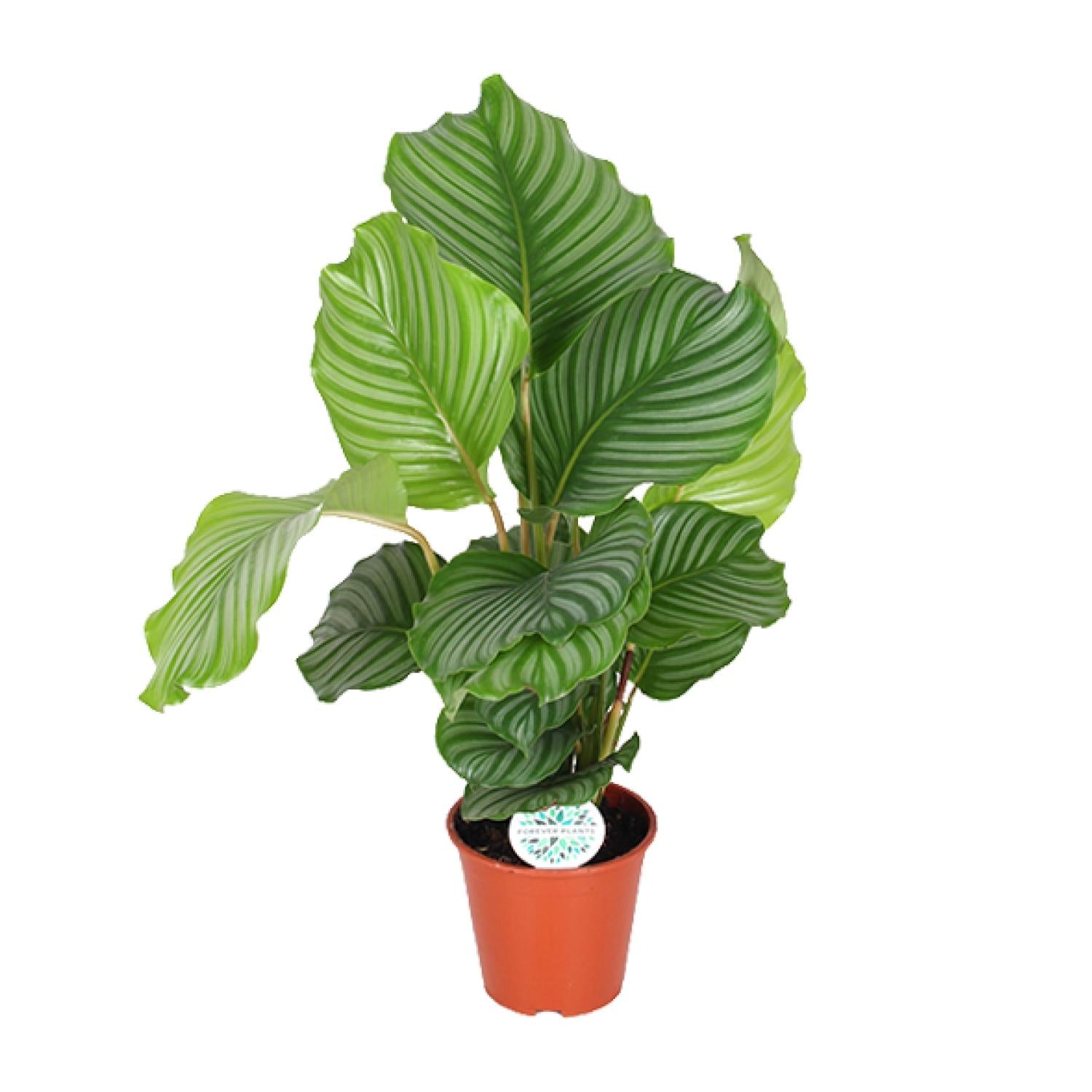 Olivia de Calathea - Calathea Orbifolia - Ø17cm - ↕60cm
