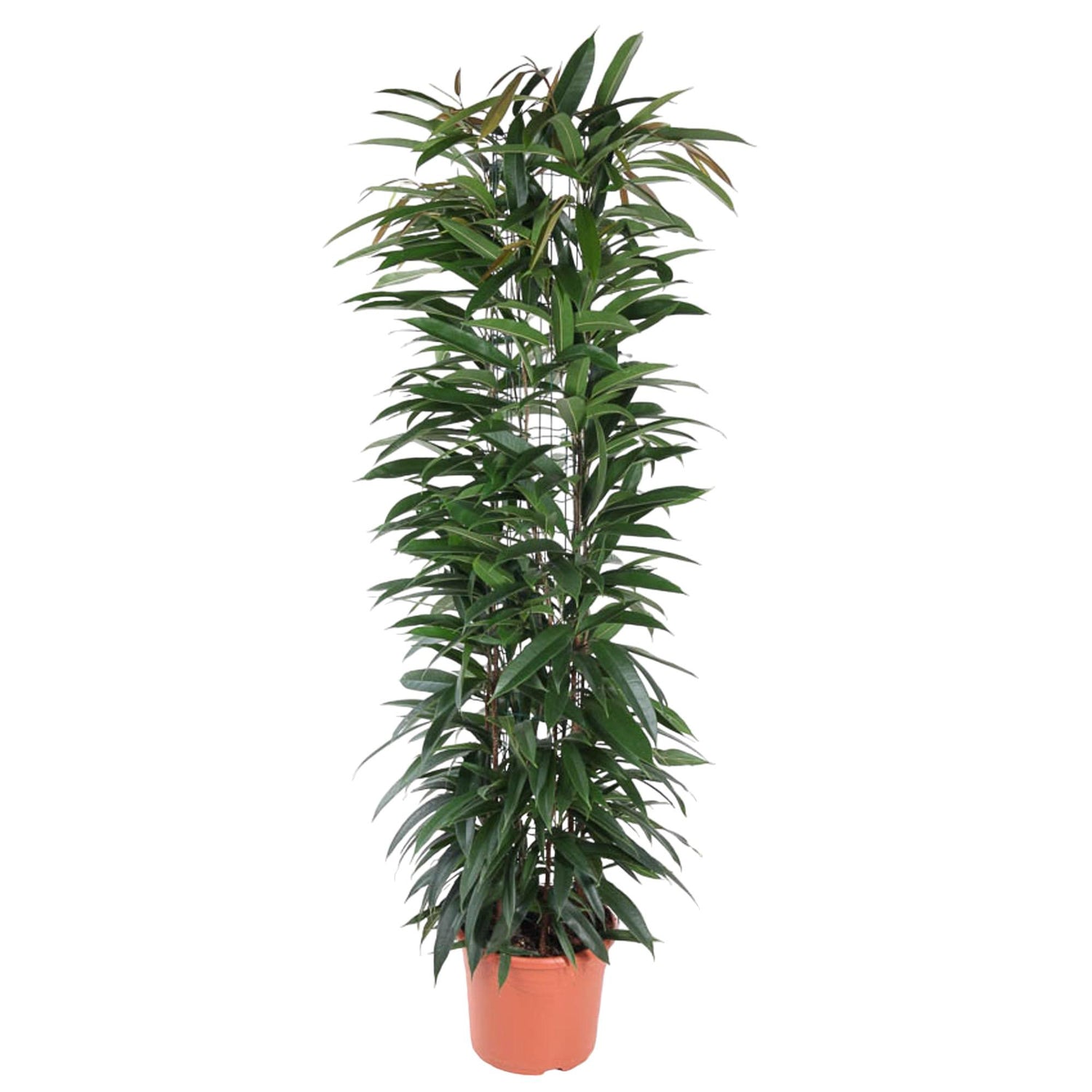 King de Ficus - Ficus Alii King Zuil – Ø29cm – ↕150cm