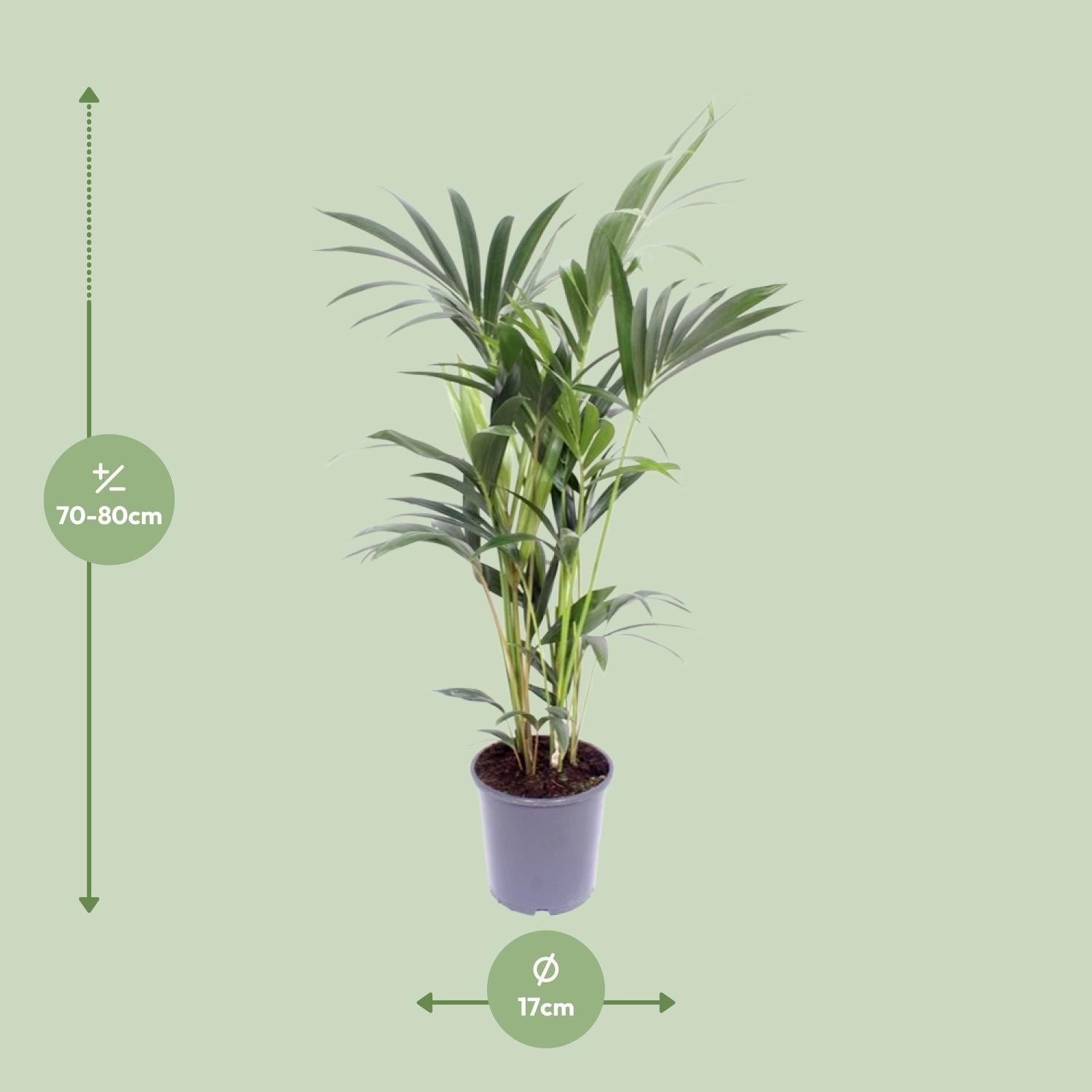 Kent de Kentia - Howea Forsteriana - Ø17cm - ↕75cm