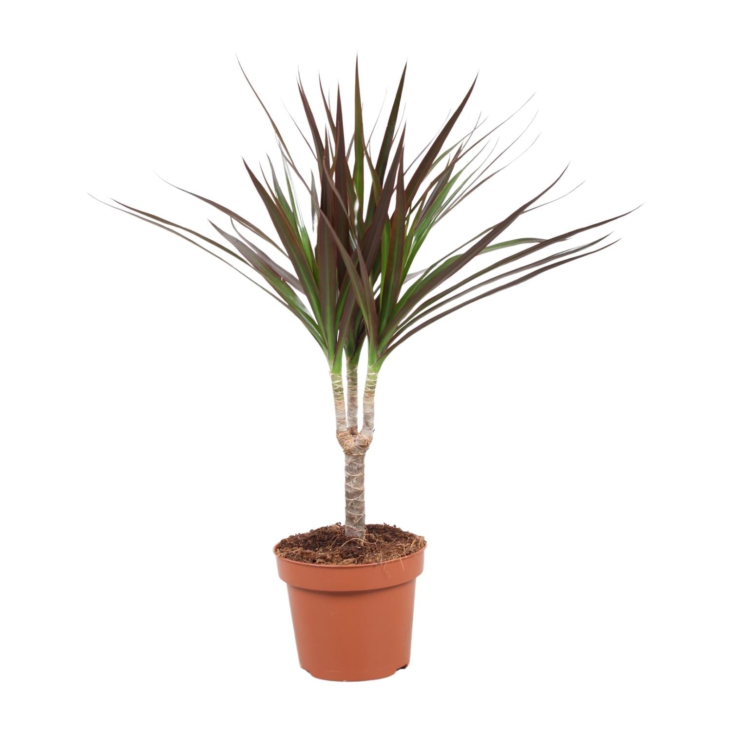 Donna de Dracaena - Dracaena Magenta - Ø12cm - ↕50cm