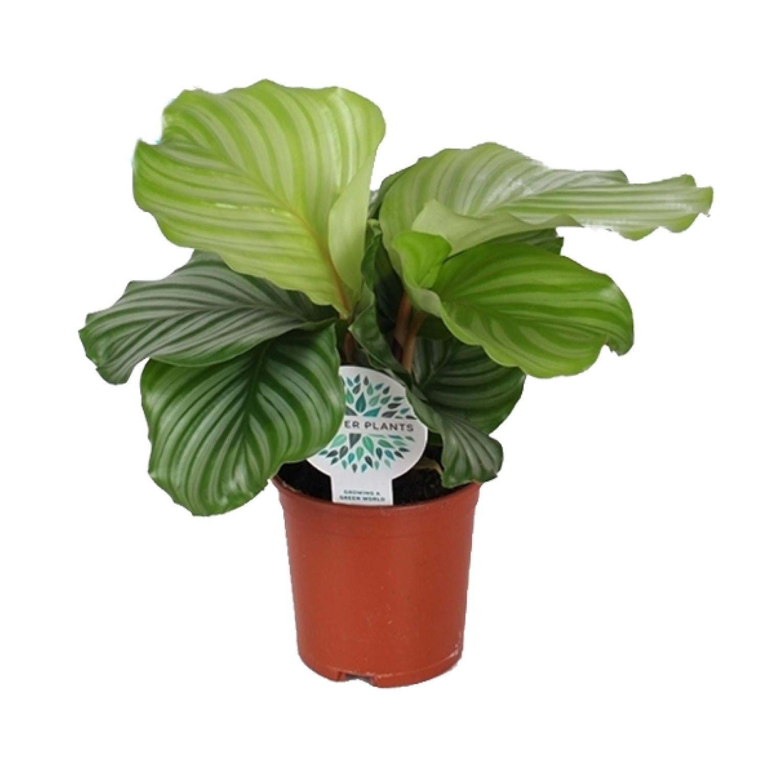 Olivia de Calathea - Calathea Orbifolia - Ø14cm - ↕45cm