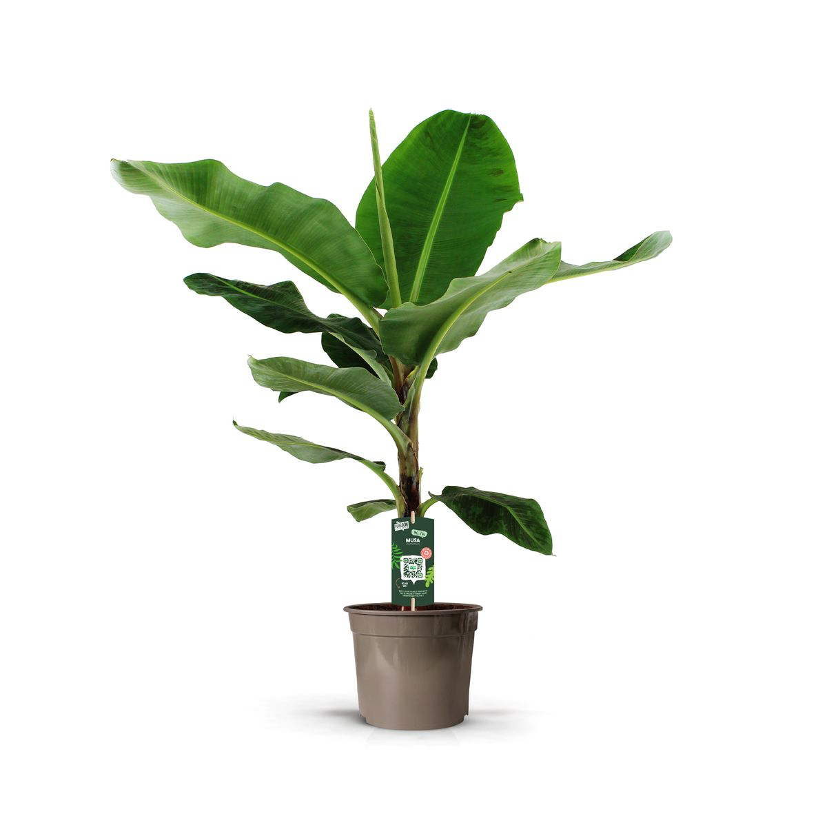 Bente de Bananenplant - Musa (Bananenplant) – Ø27cm – ↕150cm