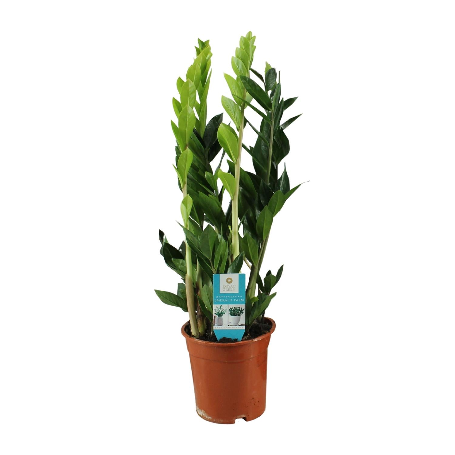 Zaza de ZZ - Zamioculcas Zamiifolia - Ø17cm - ↕65cm