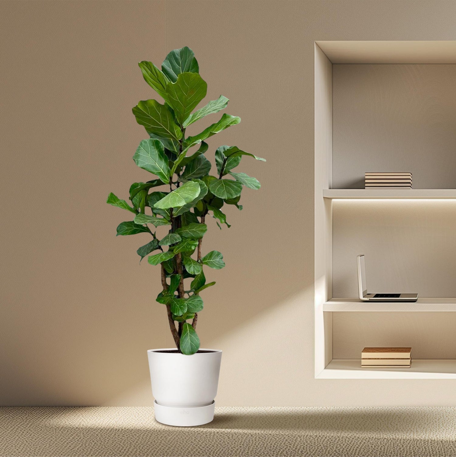Lynn de Lyrata - Ficus Lyrata Vertakt XXL – Ø40cm – ↕220cm