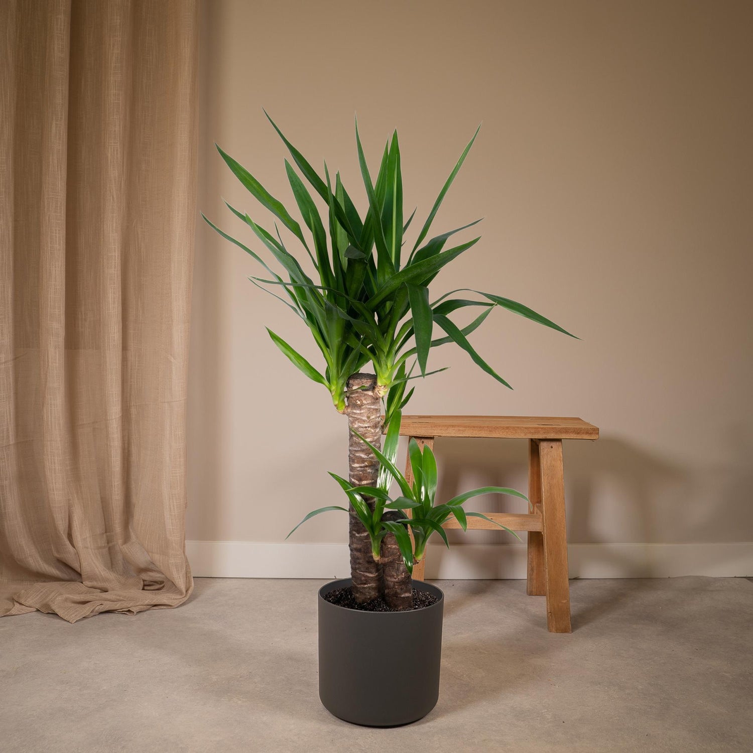Yara de Yucca - Yucca Elephantipes - Ø17cm - ↕85cm