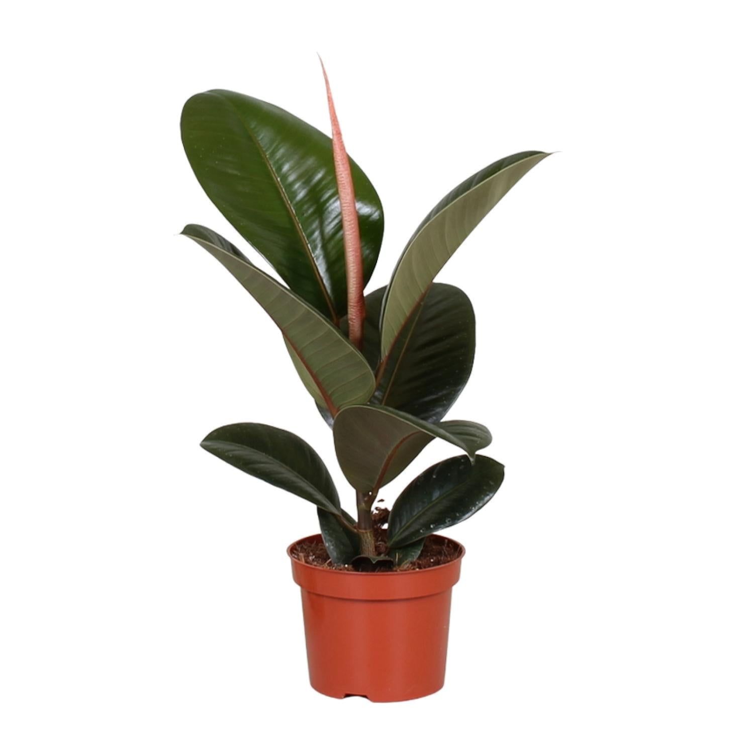 Robin de Rubberplant - Ficus Elastica Robusta - Ø12cm - ↕35cm