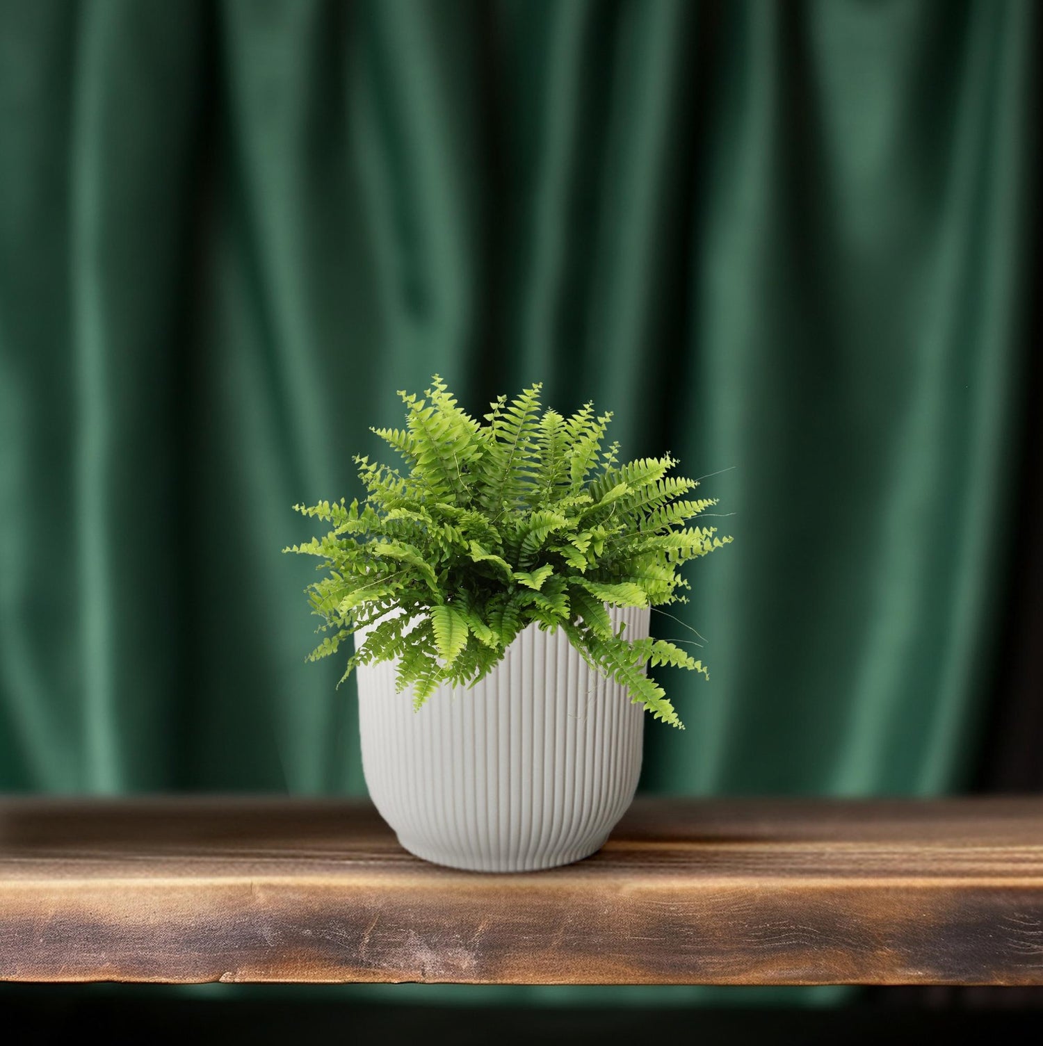 Bobby de Bostonvaren - Nephrolepis Boston Green Moment - Ø12cm - ↕20cm