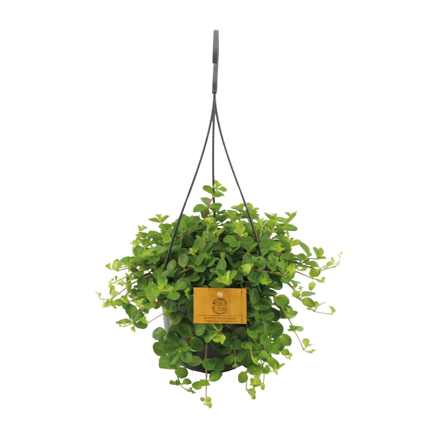 Pip de Peperomia - Peperomia Rotundifolia - Ø15cm - ↕25cm