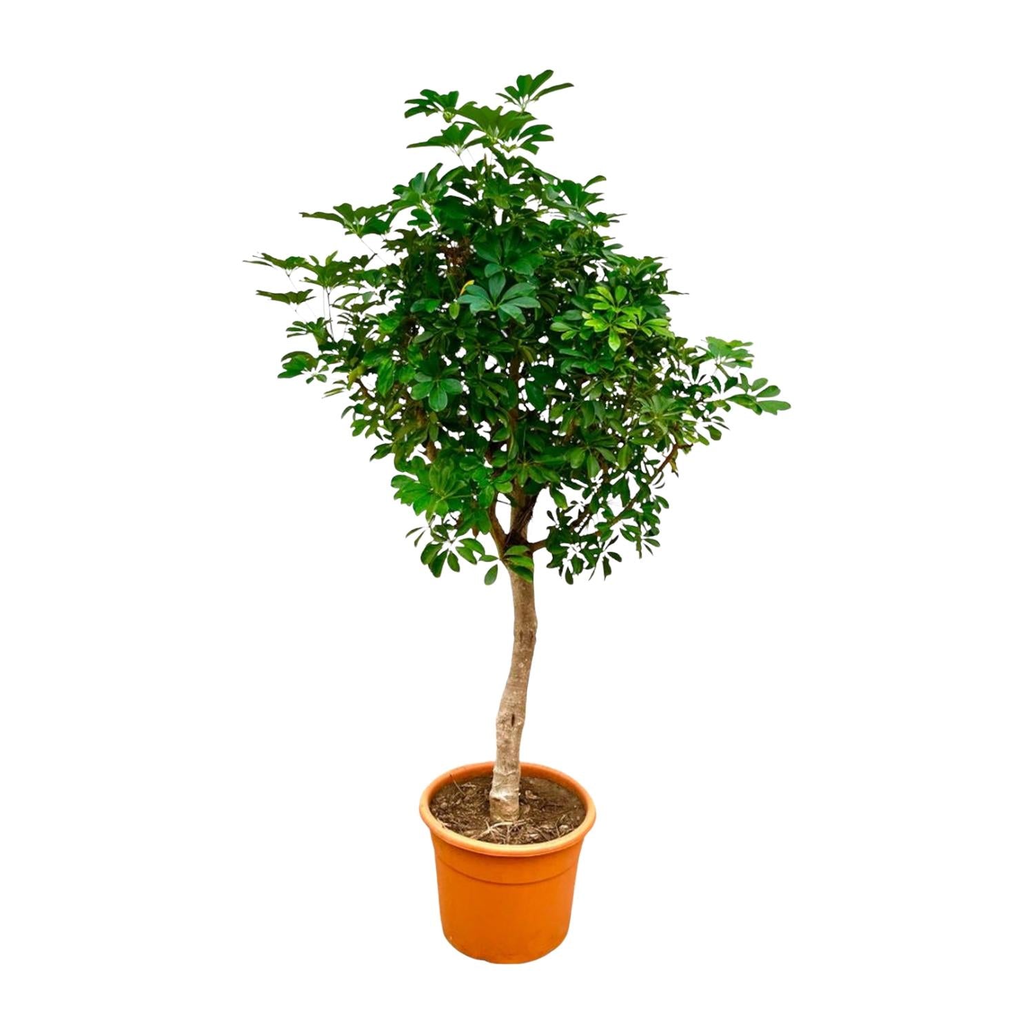 Noah de Schefflera - Schefflera op stam – Ø45cm – ↕210cm
