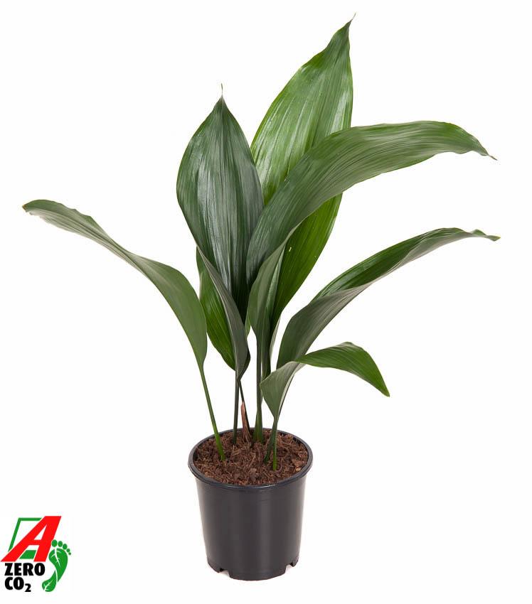 Astrid de Aspidistra - Aspidistra Elatior P13 - Ø13cm - ↕50cm