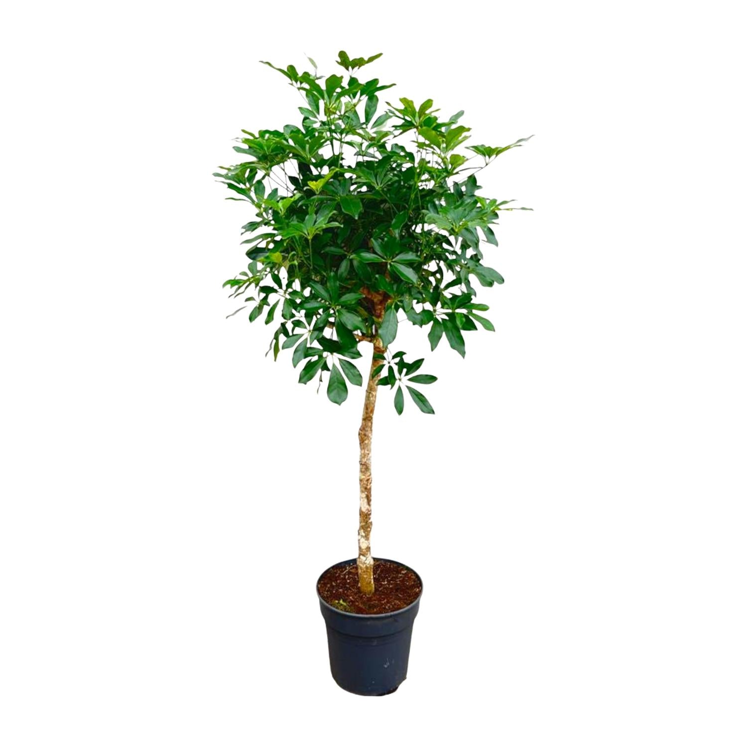 Noah de Schefflera - Schefflera op stam – Ø30cm – ↕170cm