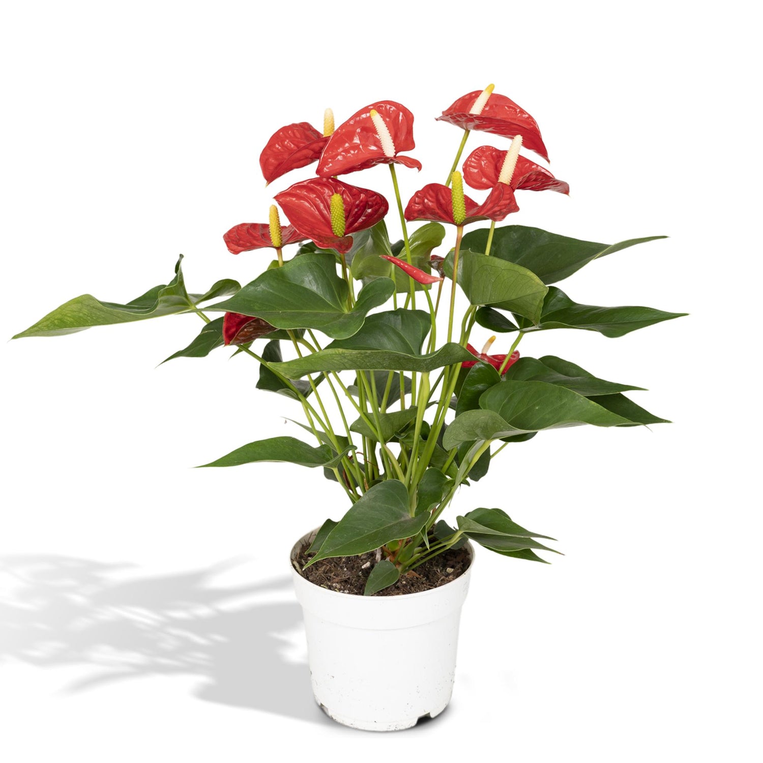 Ruby de Anthurium - Anthurium Red - Ø17cm - ↕55cm