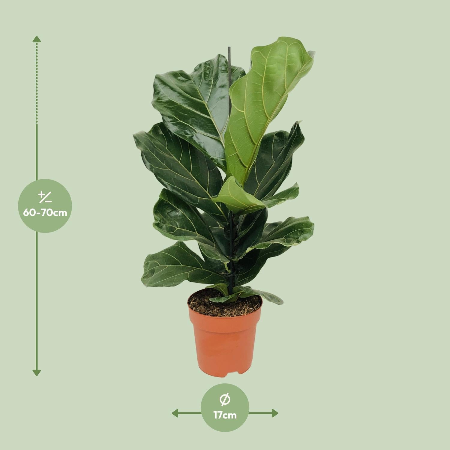 Leo de Ficus - Ficus Lyrata - Ø17cm - ↕75cm