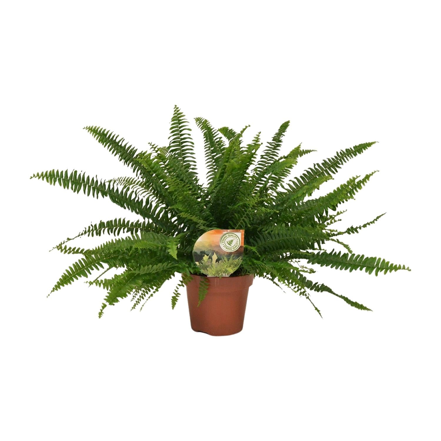 Vera de Varen – Nephrolepis Green Lady - Ø17cm - ↕40cm