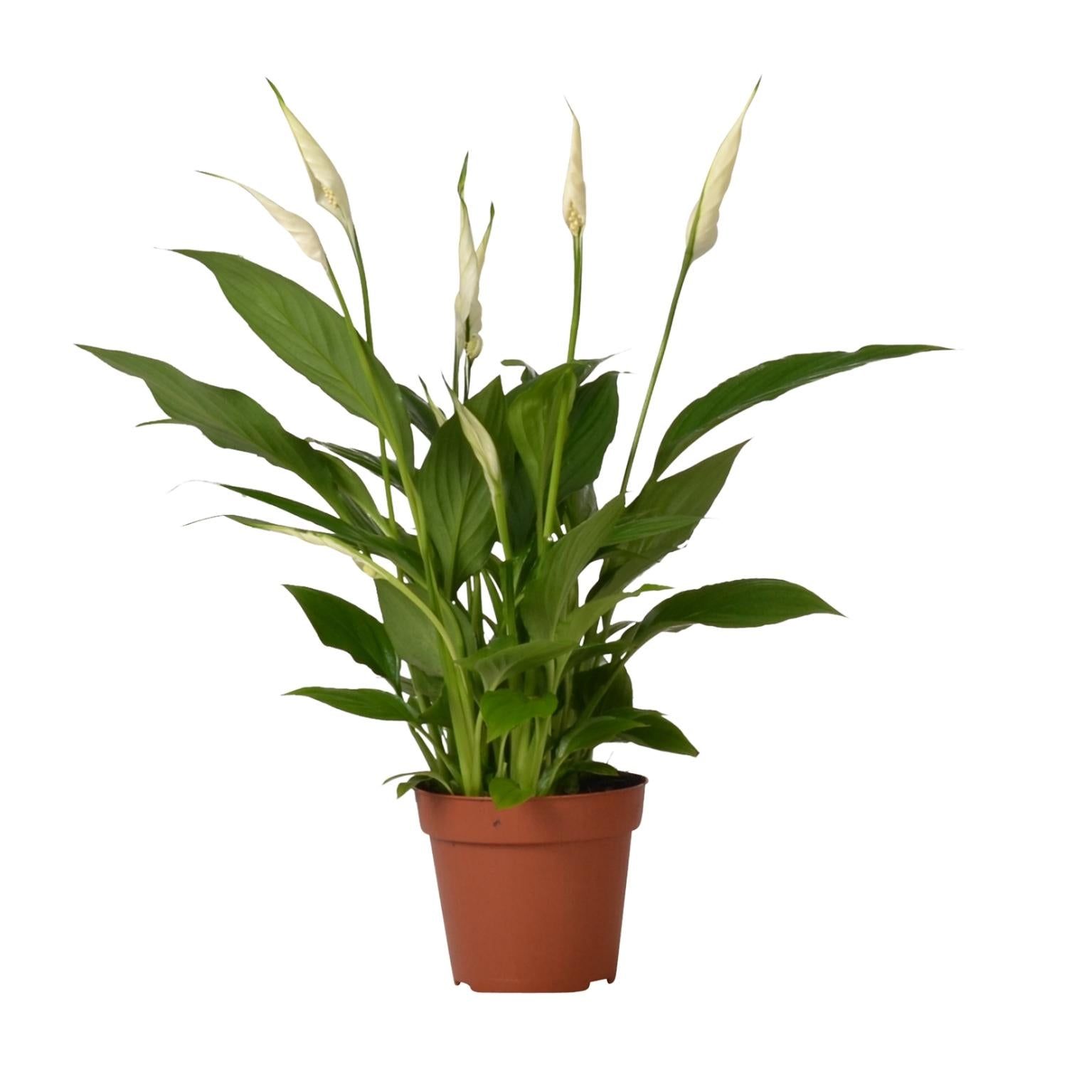 Lotte de Lepelplant - Spathiphyllum Bingo Cupido - Ø12cm - ↕45cm