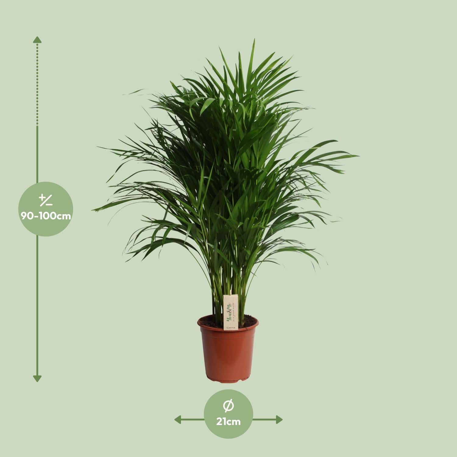 Amy de Areca - Dypsis Lutescens (Areca) - Ø21cm - ↕100cm