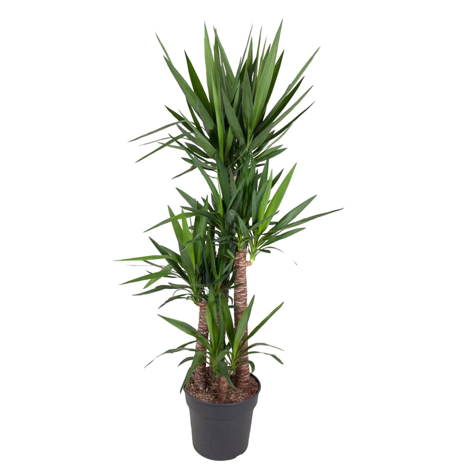 Jeremy de Yucca - Yucca Elephantipes – Ø34cm – ↕180cm