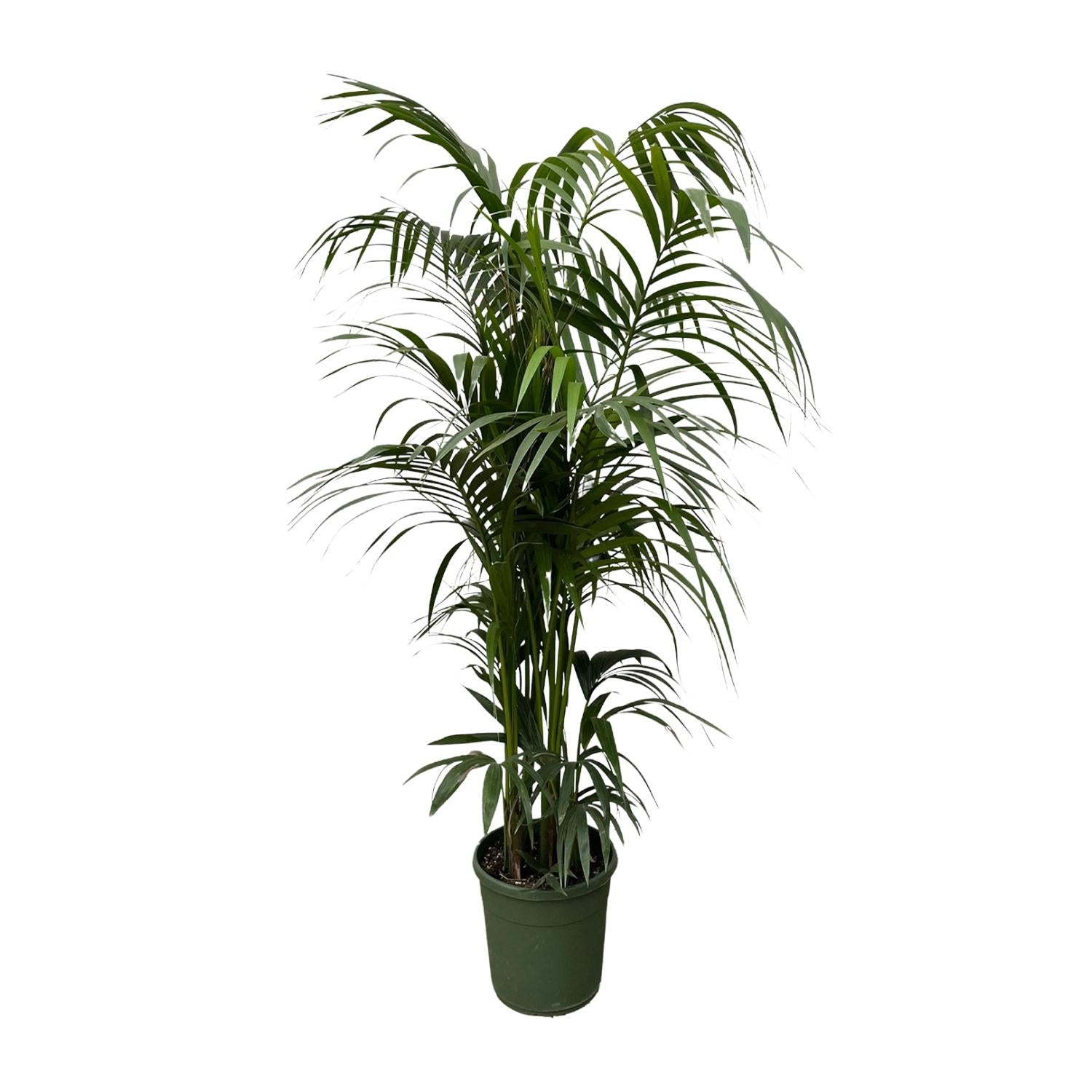 Karel de Kentia - Kentia Palm – Ø38cm – ↕220cm