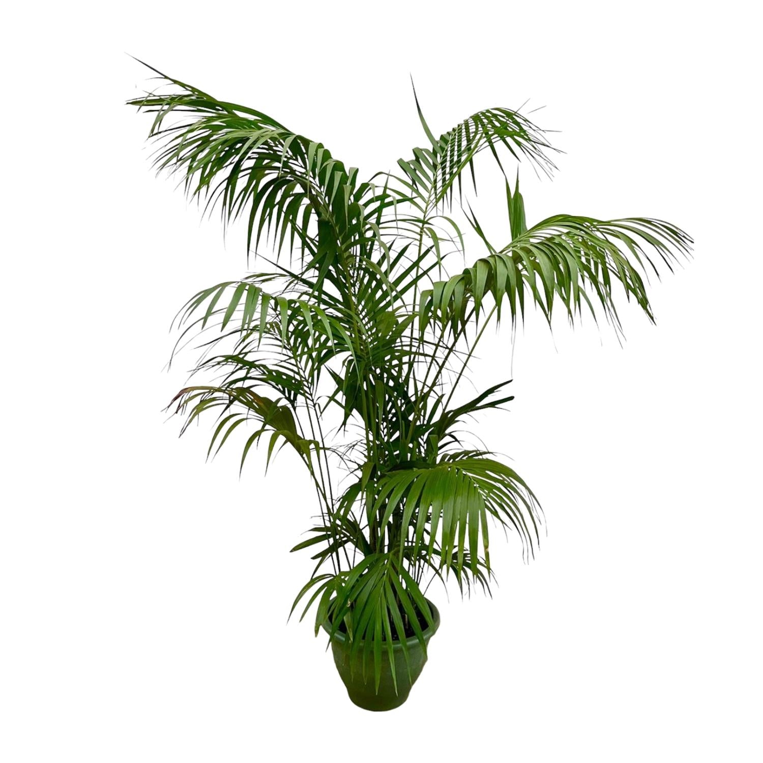 Karel de Kentia - Kentia Palm XXL – Ø35cm – ↕260cm
