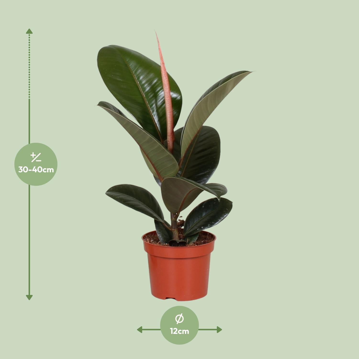 Robin de Rubberplant - Ficus Elastica Robusta - Ø12cm - ↕35cm