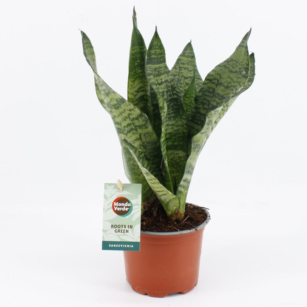 Caro de Coral - Sansevieria Black Coral - Ø12cm - ↕35cm