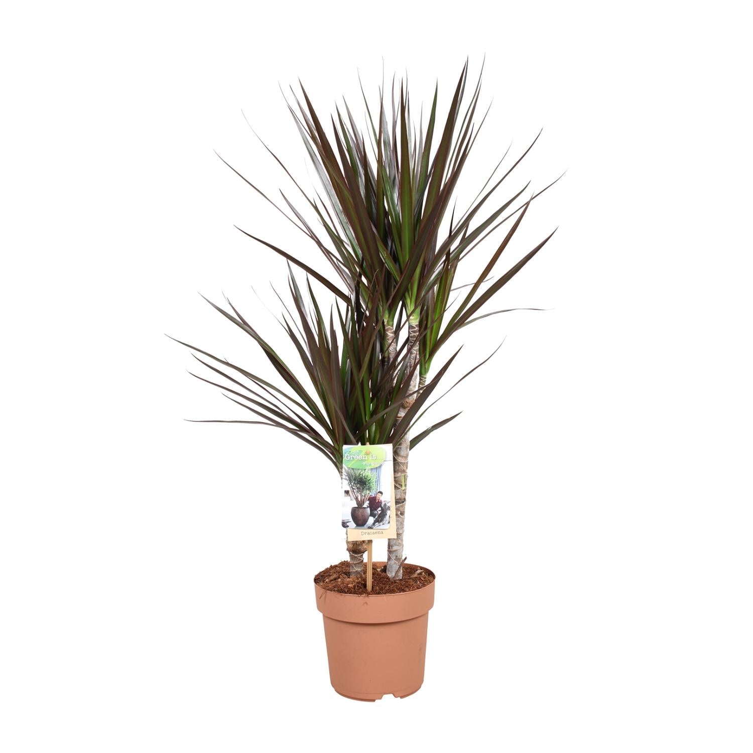 Mario de Dracaena - Dracaena Magenta - Ø17cm - ↕80cm