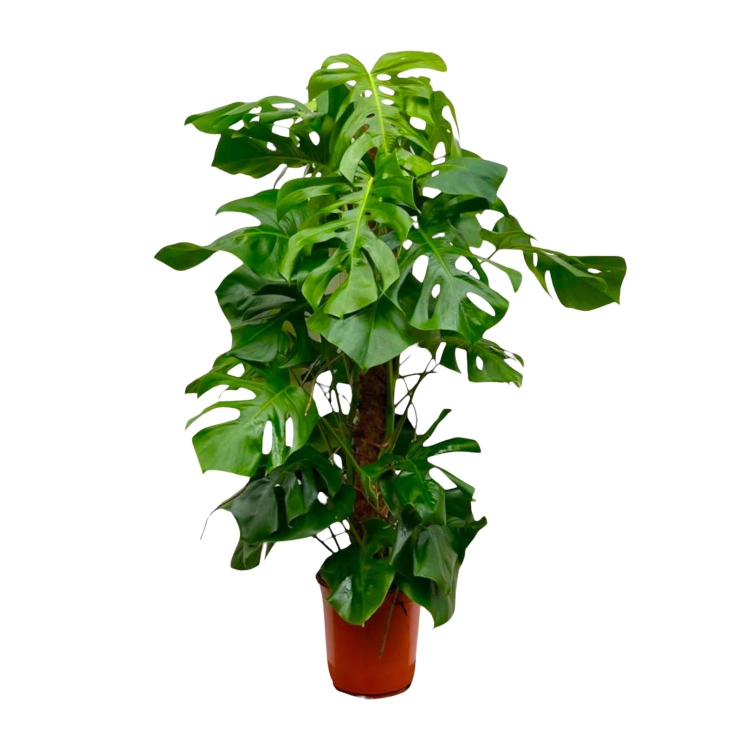 Max de Monstera - Monstera Deliciosa XXL – Ø27cm – ↕150cm