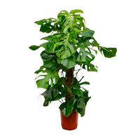Max de Monstera - Monstera Deliciosa XXL – Ø27cm – ↕150cm