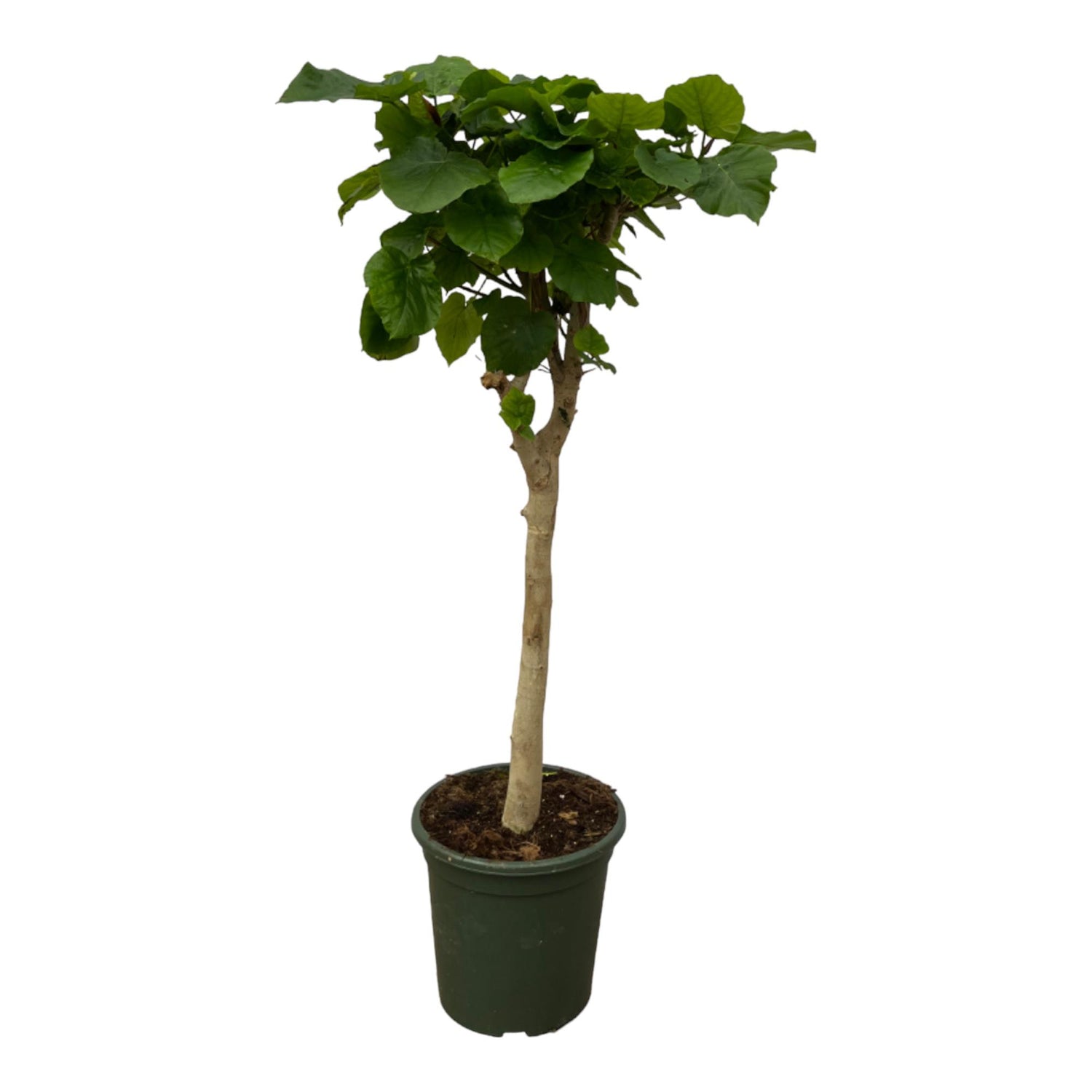 Felix de Ficus - Ficus Umbellata Stam – Ø30cm – ↕180cm