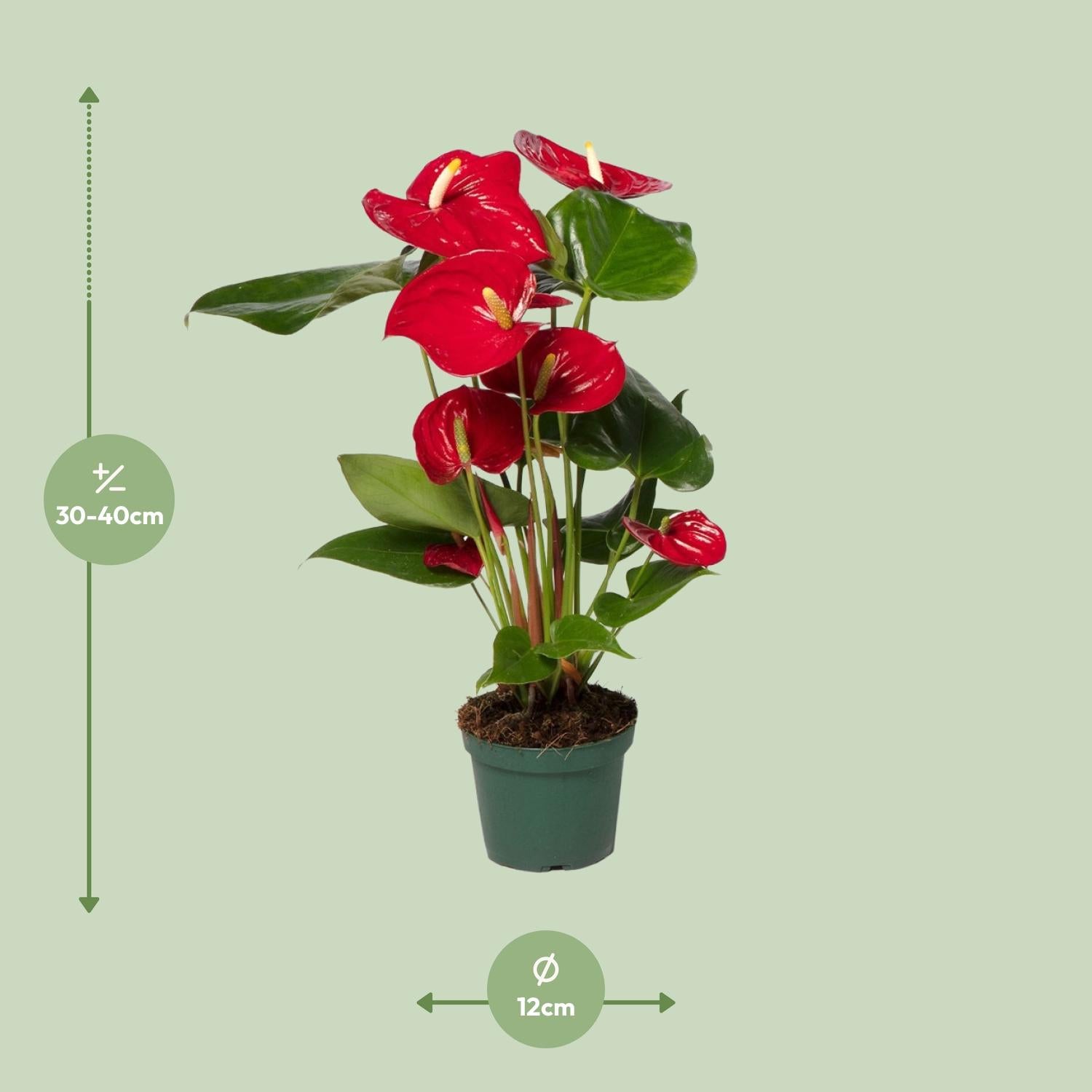 Ruby de Anthurium - Anthurium Red - Ø12cm - ↕40cm