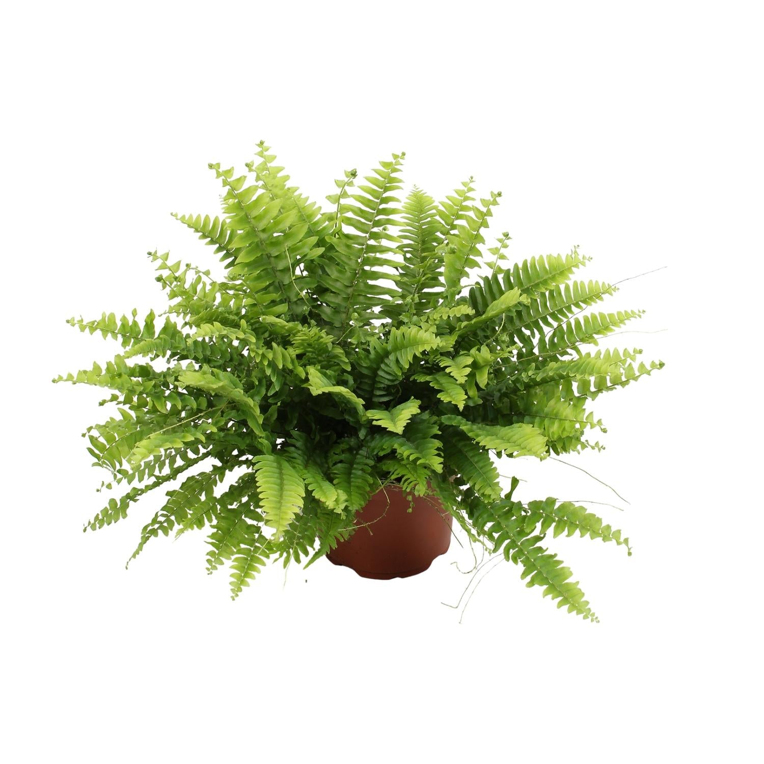Bobby de Bostonvaren - Nephrolepis Boston Green Moment - Ø12cm - ↕20cm