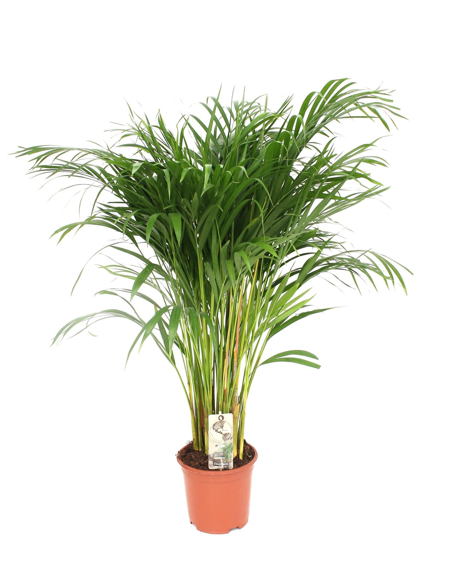 Amy de Areca  - Dypsis Lutescens - Ø21cm - ↕110cm
