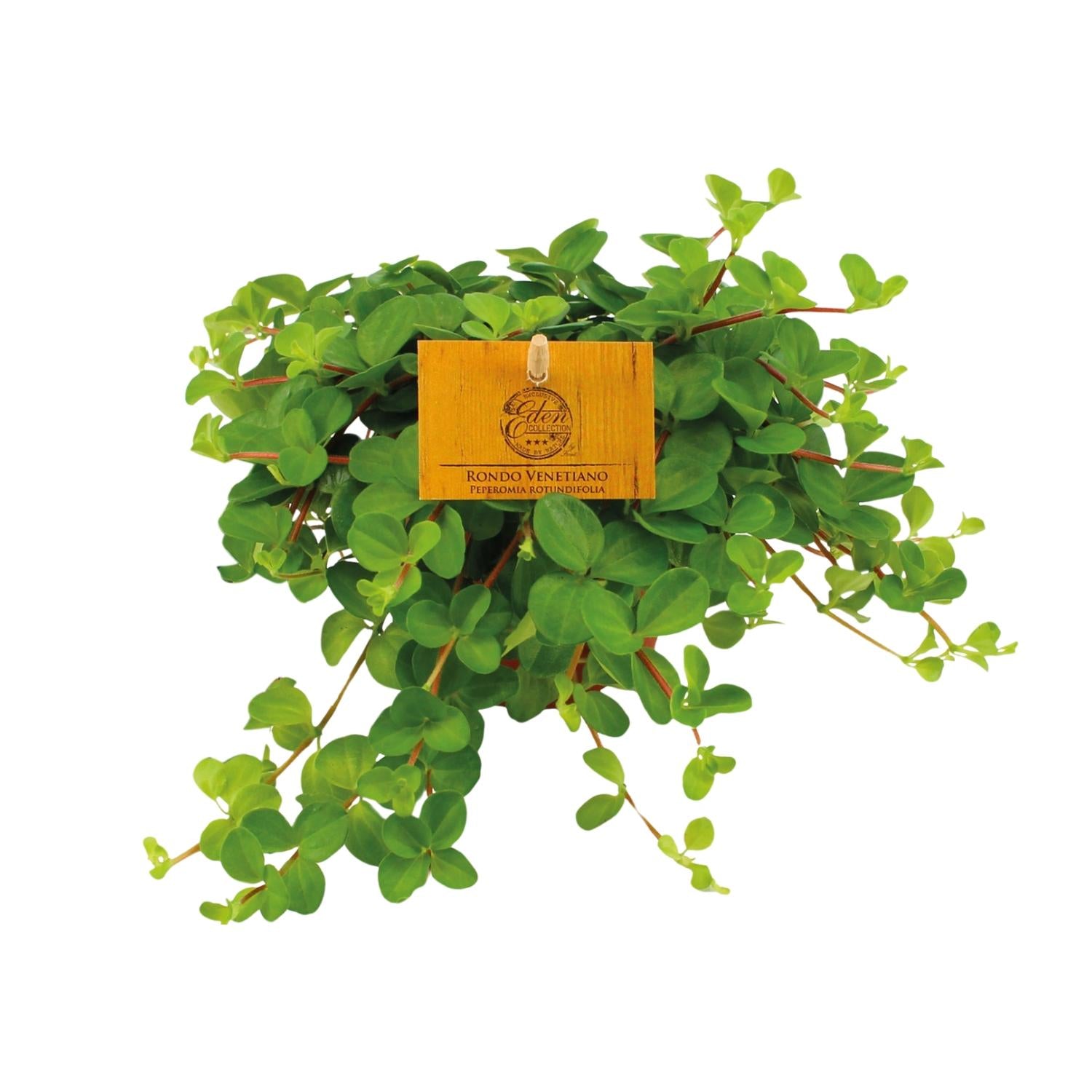 Pip de Peperomia - Peperomia Rotundifolia - Ø11cm - ↕15cm