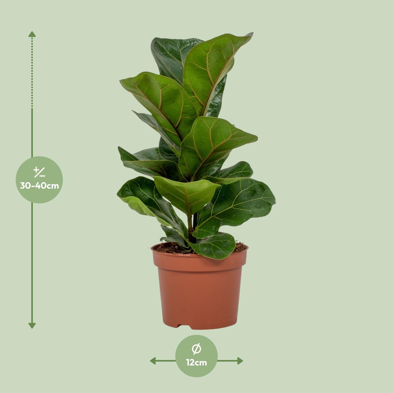 Leo de Ficus Mini - Ficus Lyrata - Ø12cm - ↕30cm