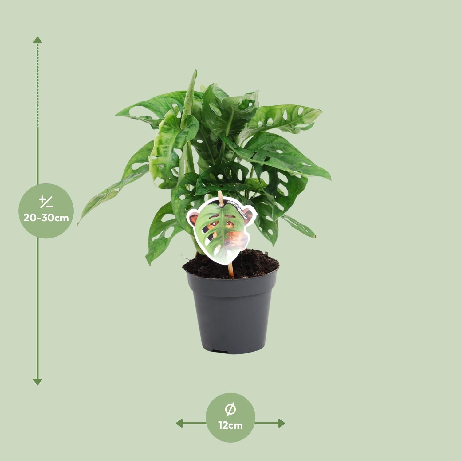 Marc de Monstera - Monstera Monkey Leaf - Ø12cm - ↕30cm