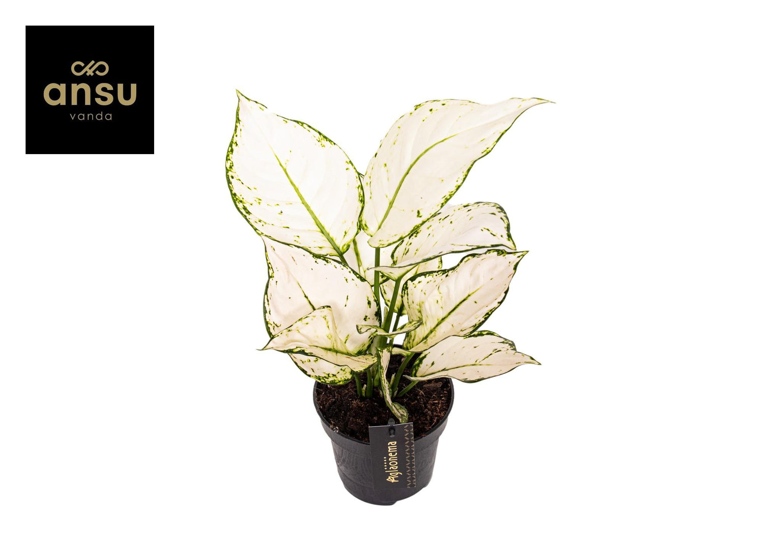 Joy de Aglaonema - Aglaonema White Joy - Ø12cm - ↕35cm