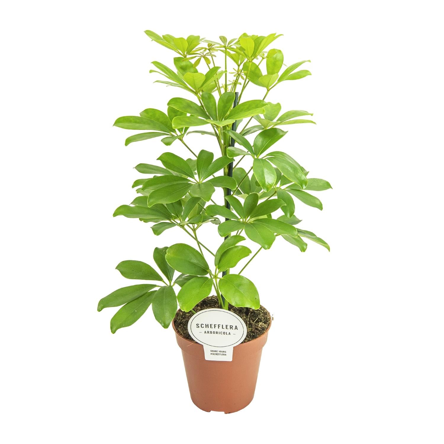 Nick de Schefflera - Schefflera Nora - Ø13cm - ↕45cm