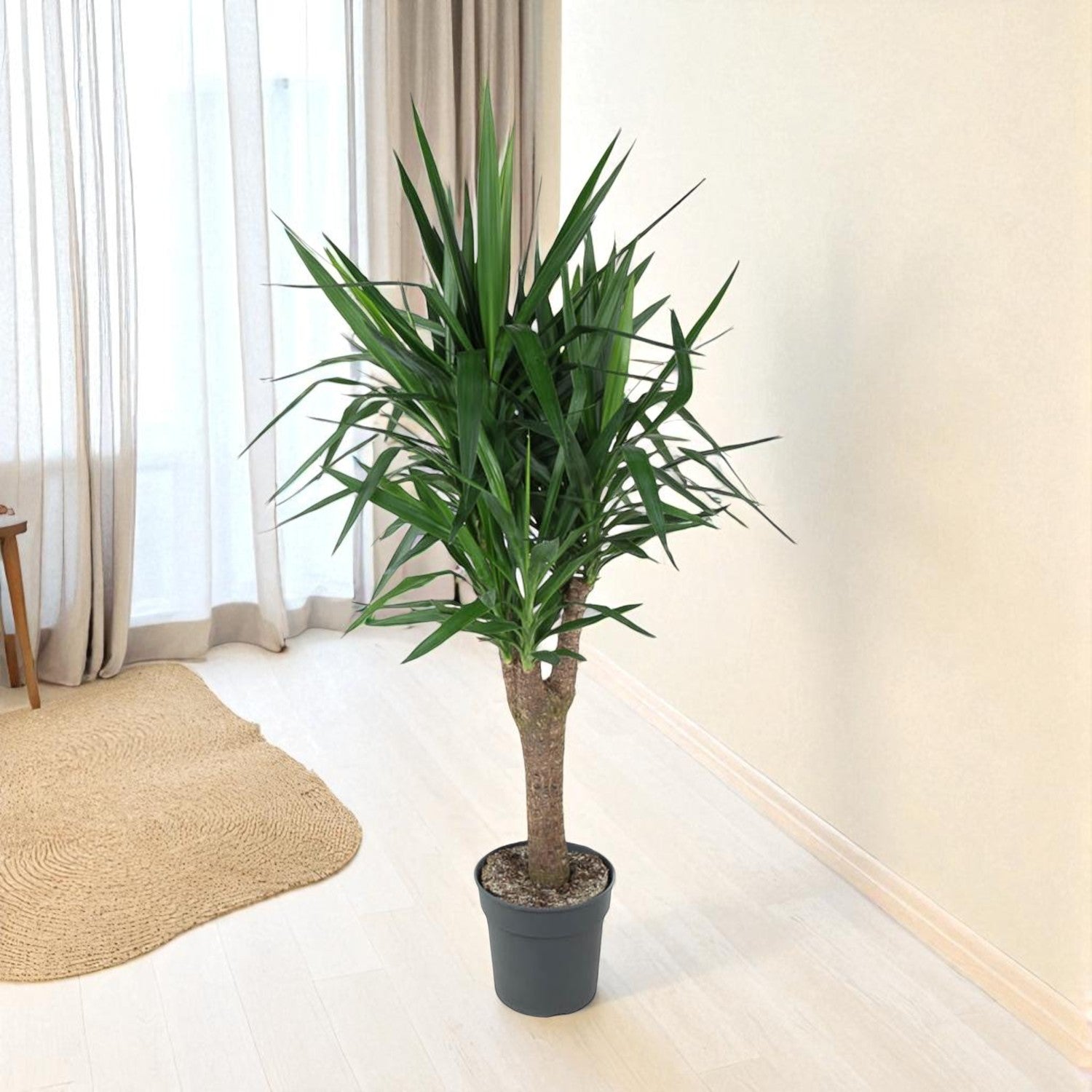 Jeremy de Yucca  - Yucca Elephantipes Vertakt – Ø31cm – ↕150cm